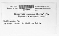 Hypoxylon serpens image